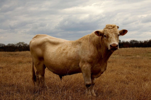 Sway-Backed Charolais Bull